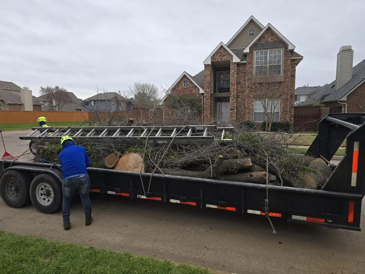 Expert Tree Pest Control with proper safety equipment in Needles